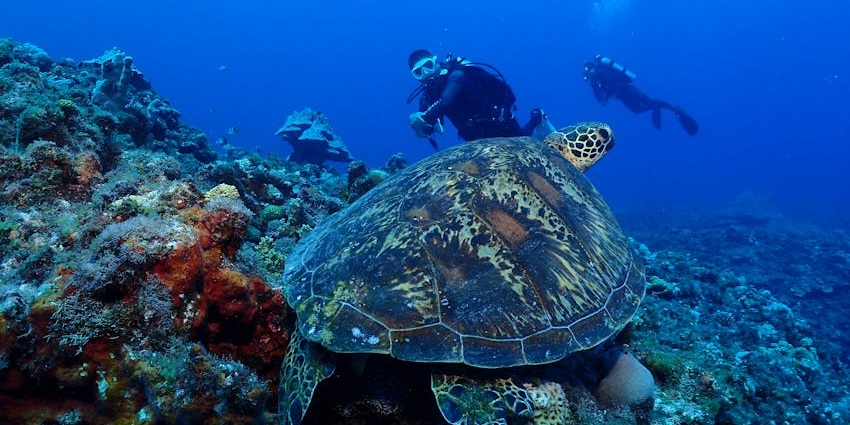 Couple of sea divers with diving gears, a sea turtle on the rock and vibrant corals