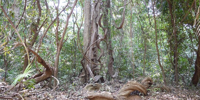 An image showing the entrance of Mollem National Park, known for its rich biodiversity and trails
