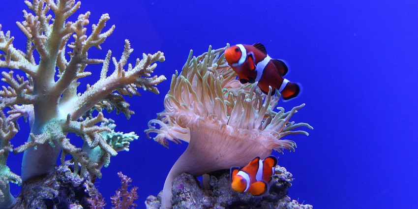 Marine environment at a famous aquarium Museum in the heart of United States of America