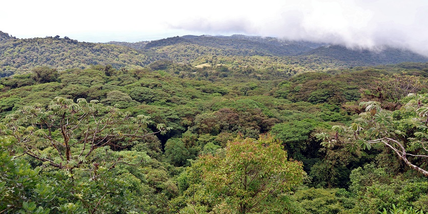 Monteverde cloud forest misty trees, vines, and greens in the rainy season.