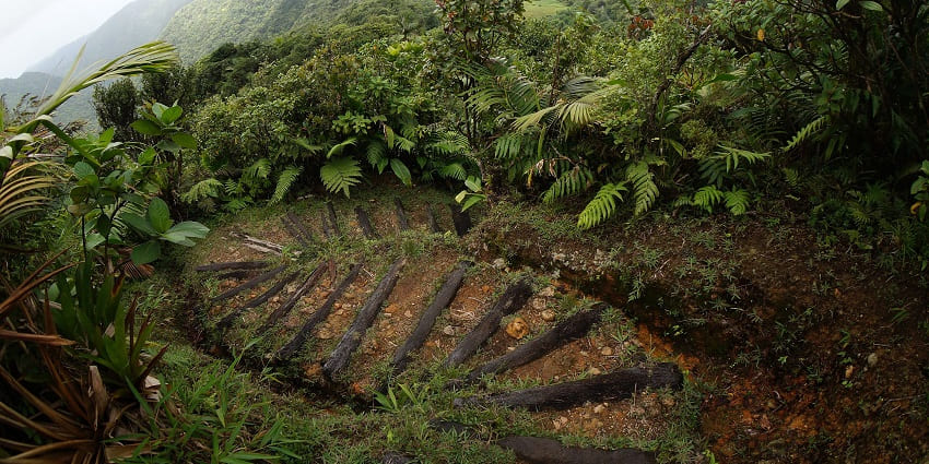 A hiking trail located within the Morne Trois Pitons National Park, with wooden steps