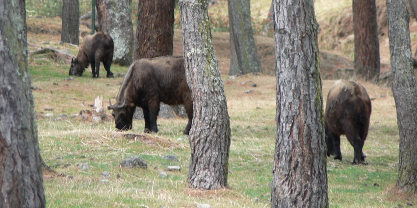 A Takin, Bhutan's national animal, standing in a green forest at the Motithang Takin Preserve.