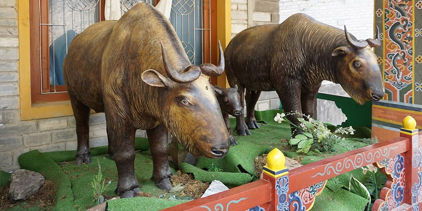 An image showing Royal Takin Preserve, a best place near Cheri Monastery, in Thimphu, Bhutan.