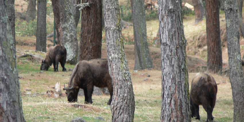 A beautiful nature reserve in Chorten Bhutan, home to the rare Takin, the national animal of Bhutan.