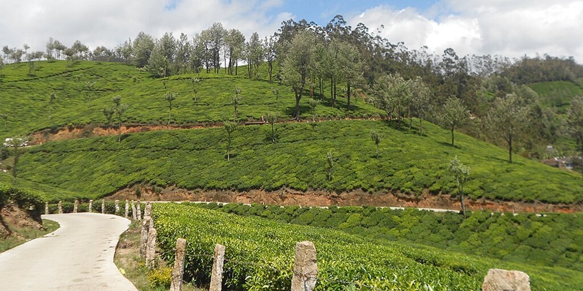 An image of Munnar in Kerala, one of the hill stations in South India to visit in April.