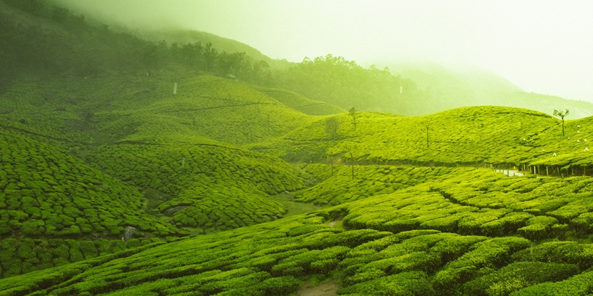 An image showing a view of Munnar, one of the most popular romantic getaways in India.