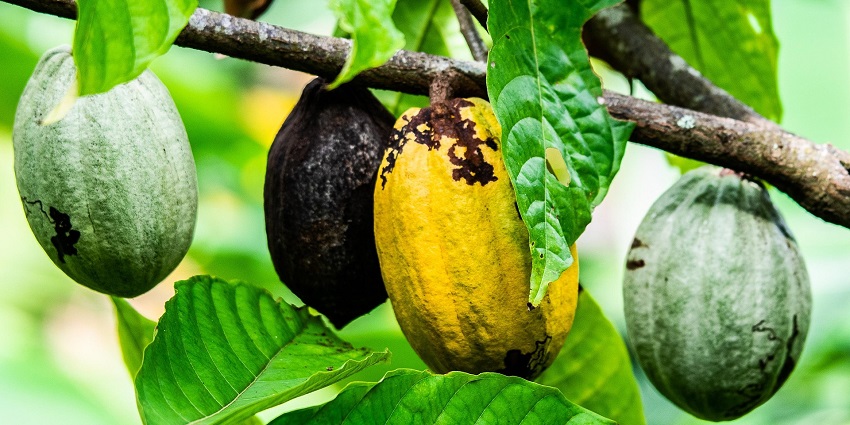 An image showing cocoa pods and fruits, similar to those at Muoi Cuong Cocoa Farm.