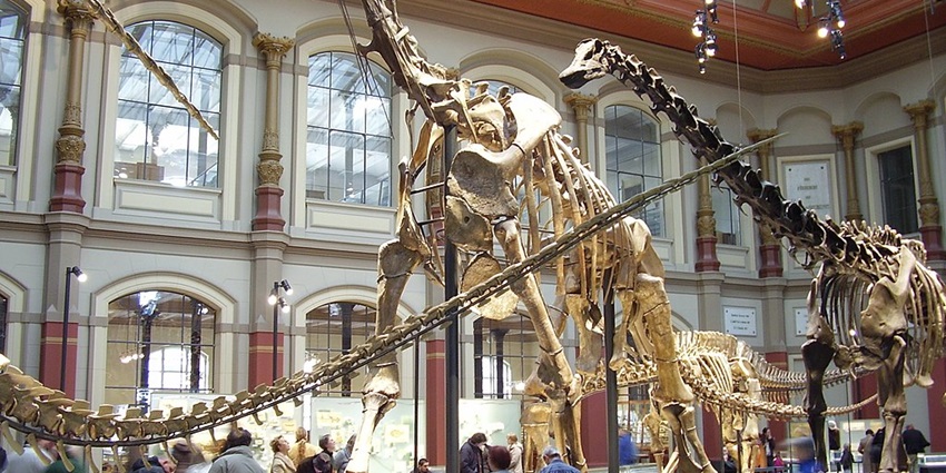 An image showing the Museum für Naturkunde Berlin, known for its extensive natural history exhibits.