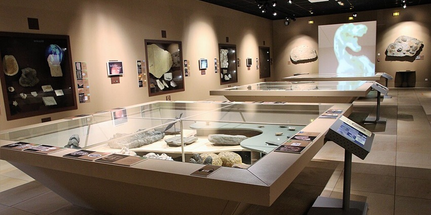 Admire insect displays at the Museum d’Histoire Naturelle insect museum in France.