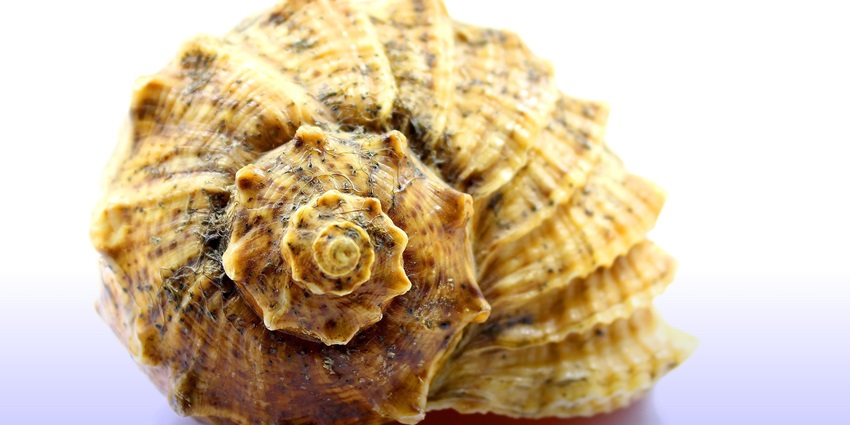An image showing a tortoise similar to that found in NMamalla Fish World, Mahabalipuram.