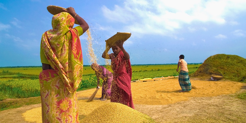An image of people working in the field and celebrating Nabanna, one of the crop festival fairs.
