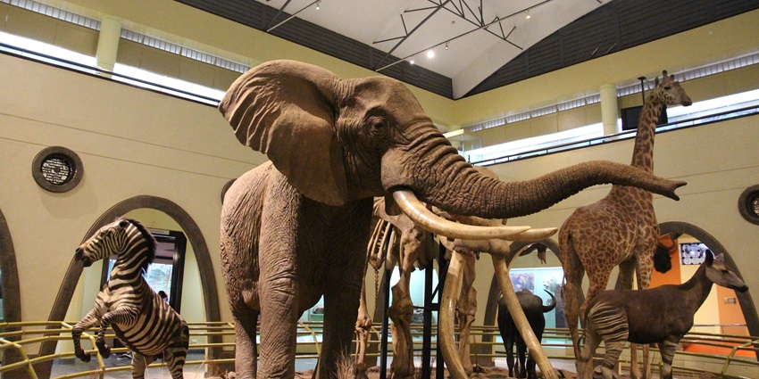 Animal replicas displayed at the Nairobi National Museum near Karura Forest, Kenya