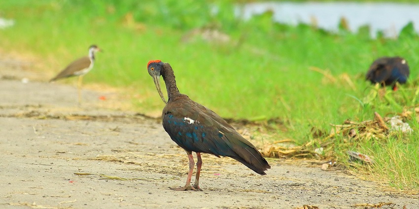 An image of Najafgarh Lake which is one of the most common lakes in Gurgaon