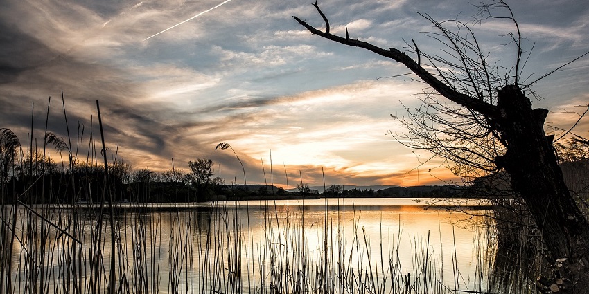 Tall reeds by a peaceful lake in Mandi at sunset, casting long shadows over the gently rippling water.