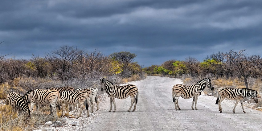 A land of striking dunes, vast wildlife reserves, and the breathtaking Skeleton Coast.