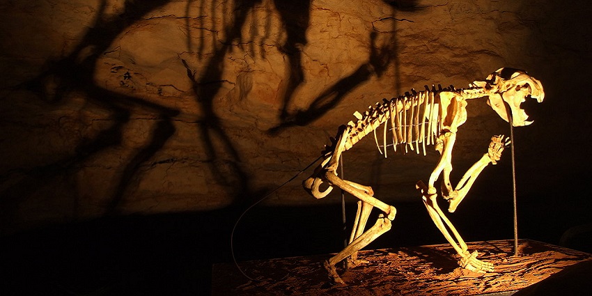 Naracoorte Caves exhibit a Thylacoleo skeleton, revealing prehistoric Australian wildlife.