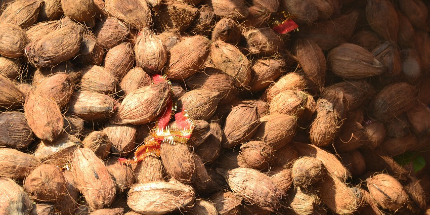 An image of coconuts used during the Narali Purnima festival also called Coconut Day.