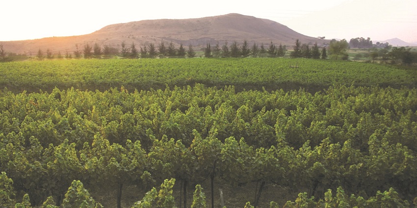 A Scenic picture of Sula Vineyards in Nashik, famously famed for wine production.