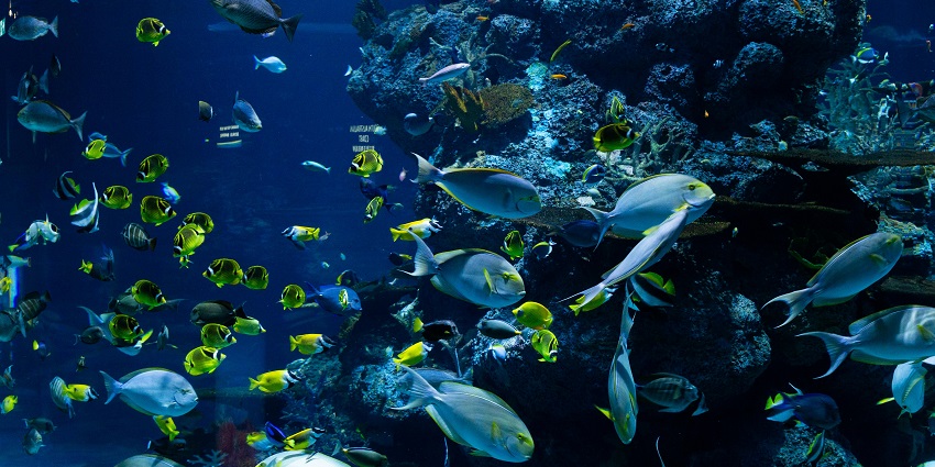 National Aquarium of New Zealand, with colourful fish swimming amidst rocks and clear water.