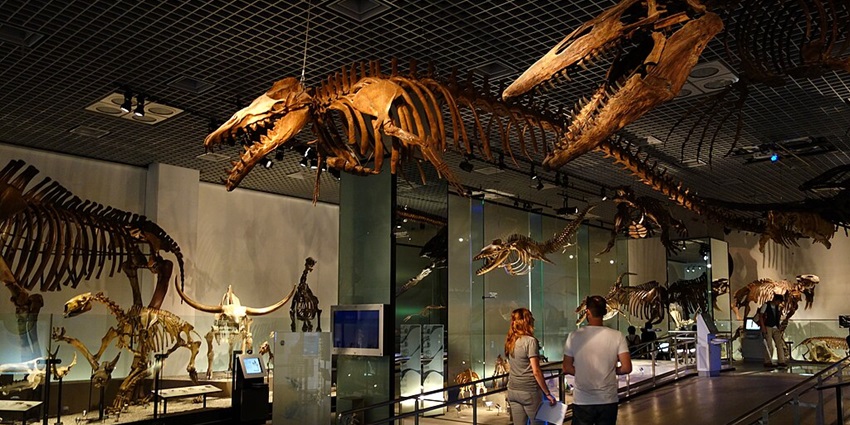 An image showing the fossil gallery at the National Museum of Nature and Science, Tokyo.