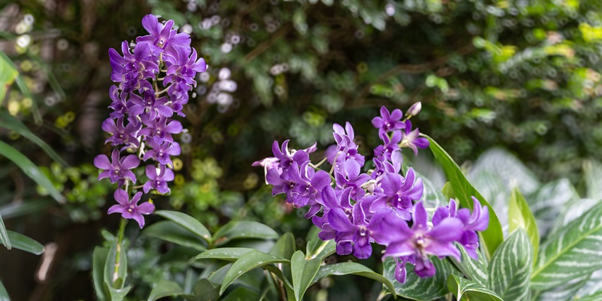Stunning orchids at the National Orchid Garden in Singapore.