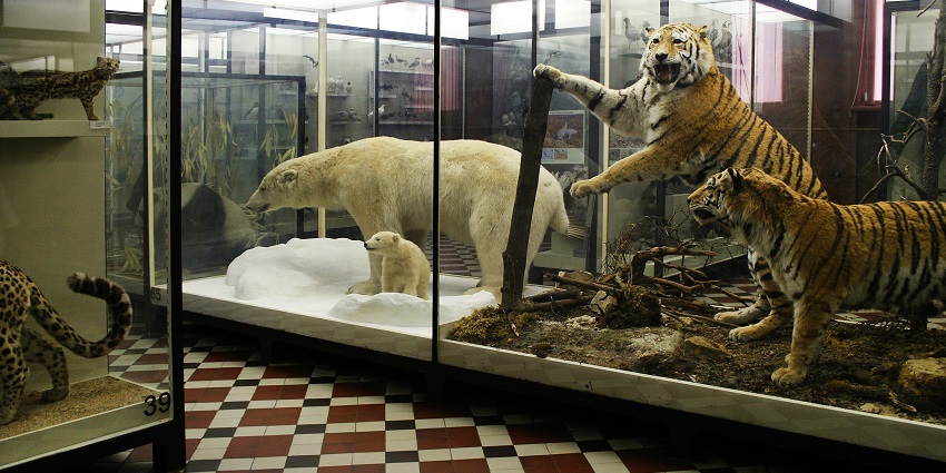 The exhibits at National Zoological Museum of China, one of the most famous animal museums