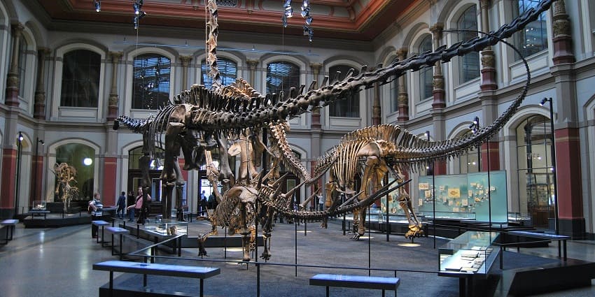 The Natural History Museum in Berlin, a renowned animal museum with fascinating exhibits