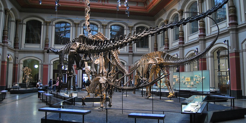 Discover indigenous artifacts and prehistoric giants at top natural history museums.