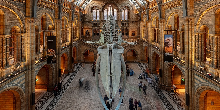 The Natural History Museum, London is one of the finest fossil museums of the world