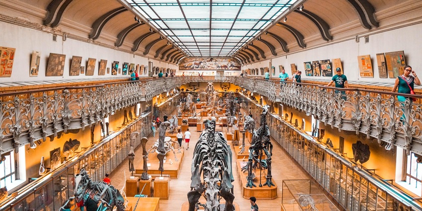 An image showing a dinosaur exhibit in a museum similar to the Natural Science Museum, Durban.