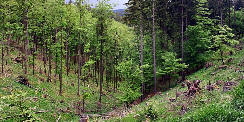Netravali Wildlife Sanctuary is one of the best places for hiking in Goa for travellers.