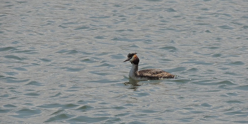 One duck swimming in a small lake against the gentle waves of the blue waterbody