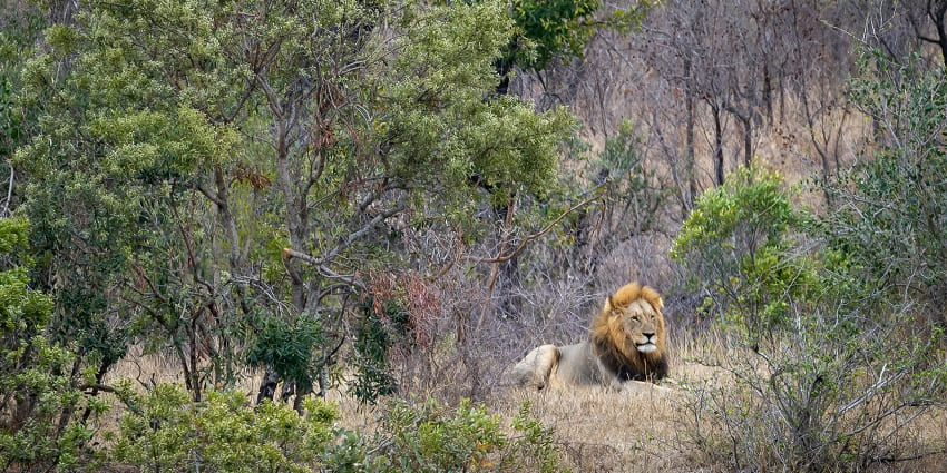 Image of a lion laying amidst the lush fields of the national park, ideal sight for wildlife enthusiasts