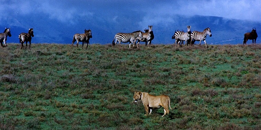 Ngorongoro National Park, Tanzania, a top destination among National Parks in Africa.