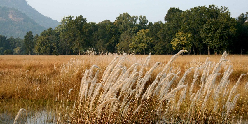 An image of Bandhavgarh National Park, one of the best places for night safaris in India.
