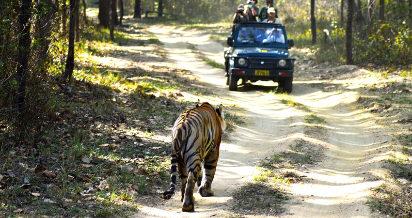 An image of view of the Kanha National Park, a famous spot for night safari in India.