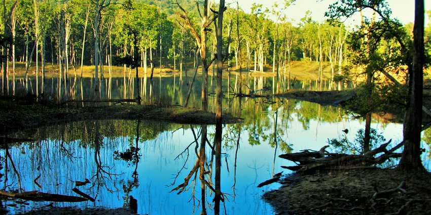 An image of Pench National Park, one of the best places for night safari in India.