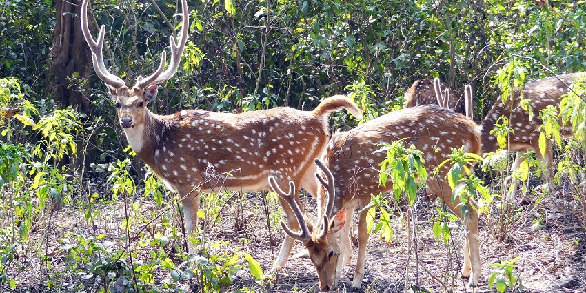 An image of view of the Rajaji Tiger Reserve, a famous place for night safaris in India