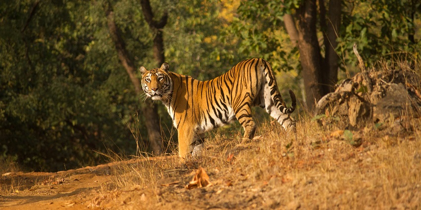 Interior of the Satpura National Park, a famous place for night safaris in India.