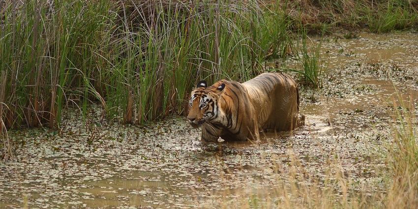 An image of Tadoba National Park, a famous tourist destination for night safaris in India.