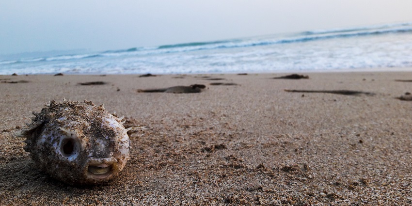 Puffer fish at the coastline of the spectacular Nilaveli Beach.