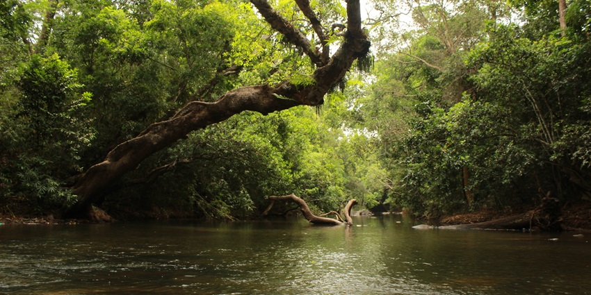 Flowing river water surrounded by dense forest and bamboo trees in Nisargadhama.