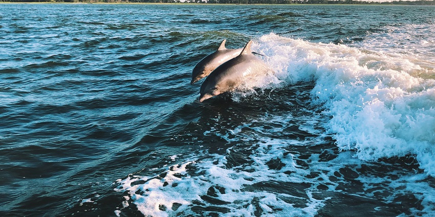 A glimpse of adorable dolphins taking a plunge on the cobalt blue waters of the region.