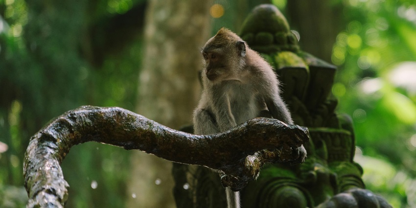 Watch lively monkeys swing through trees and interact in their natural habitat.