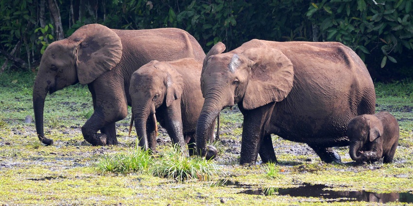 Witness elephant herds, lush rainforests, and gorilla trekking adventures in Congo.