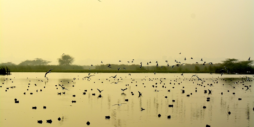 Okhla Bird Sanctuary Lake with calm waters and birds flying over and distant greenery