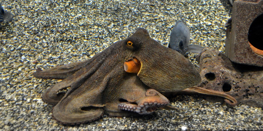 Visit the famous aquarium museums in the world to observe the Indigenous octopus species