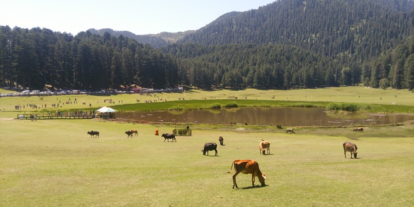 Cows grazing in the green lands near Khajjiar lake in the middle and green hills