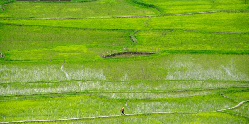 Vast green land with paddy fields divided in sections and a person walking through them