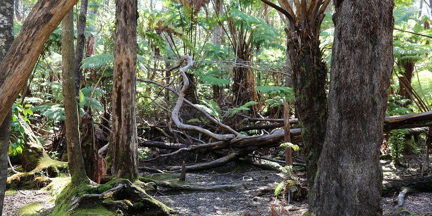 A View of Hawaii Volcanoes National Park, featuring greenery and distant volcanic landscapes
